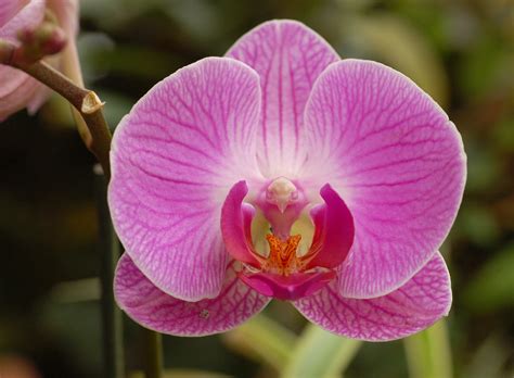 Orchid .